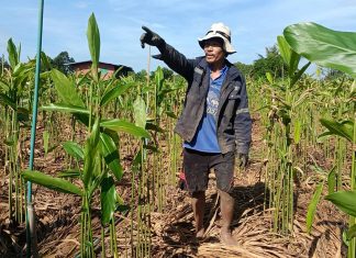 รวยด้วย2มือ”ทรงพล เผ่าแสง”พลิกผืนดินปลูกข่าแดงขายโกย3หมื่น/เดือน