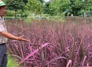 คิดนอกกรอบ “ปลูกข้าวสีชมพู”สู่ทุ่งนาสีสันเงินล้าน ต้นแบบเกษตรกรไทย