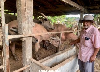 คุณตาเมืองตรังขยายพันธุ์”ควายเผือก”สู่เชิงพาณิชย์ สร้างรายได้